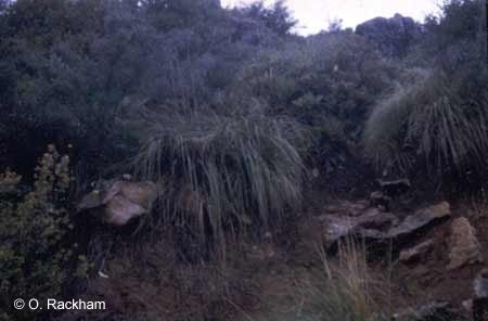 Landscape dominated by giant grass