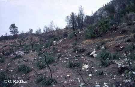 Landscape dominated by giant grass, post-fire