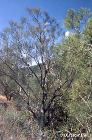 Giant broom plants, invasive growth on Vesuvius