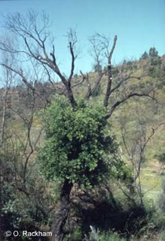 cork oak resprouting after fire