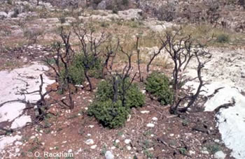 prickly oak resprouting after fire