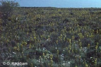 Yellow asphodel flowering abundantly after fire