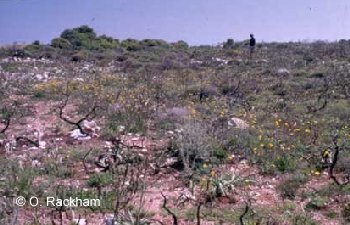 More abundant flowering plants after fire