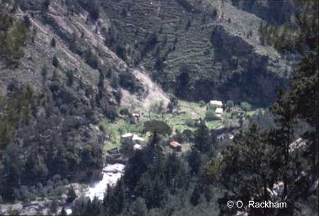 Pine-invaded landscape in Samaria National Park, Crete