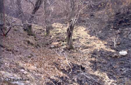 Chestnut trees invading flammable grasslands