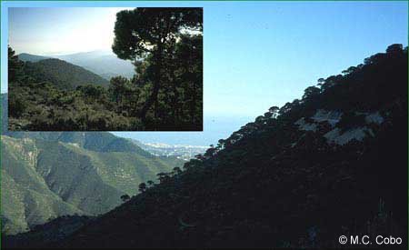 Photos of original old-growth forest in study area