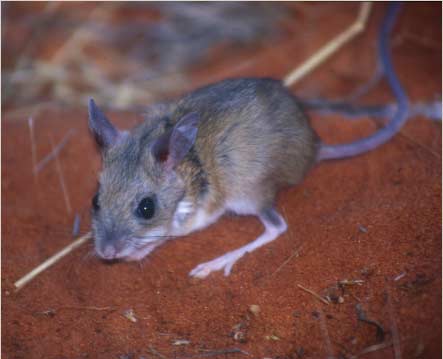 Spinifex hopping mouse