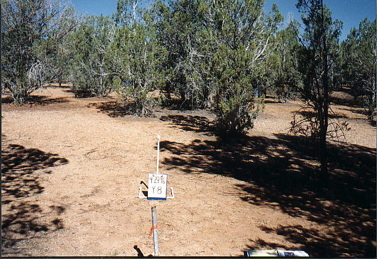 Appearance of Commercial Fuelwood Plots, September 23, 1996: Y-8