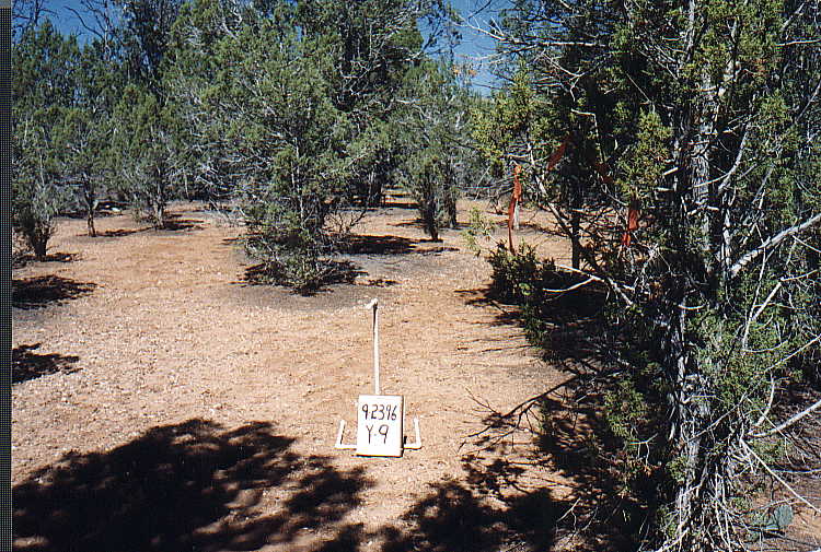 Appearance of Commercial Fuelwood Plots, September 23, 1996: Y-9