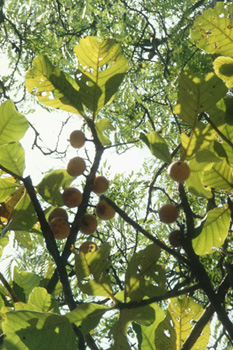 Photo of masuku