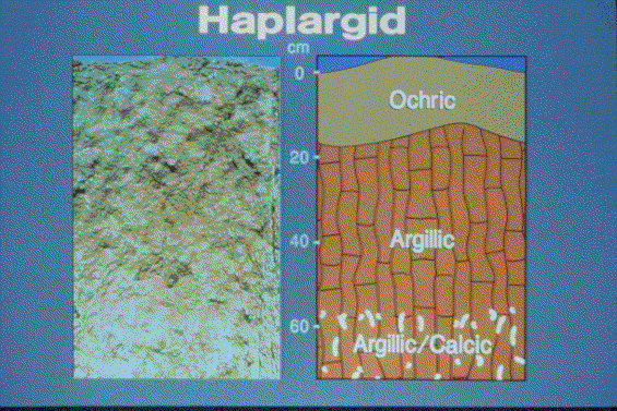 Aridisols Slide 36