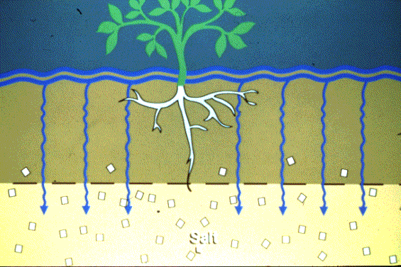 Aridisols Slide 78