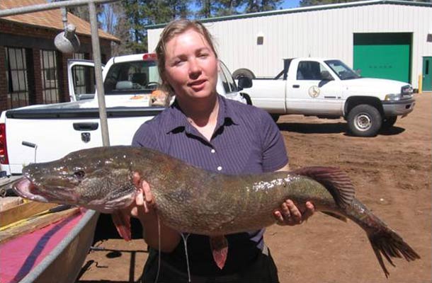 Bonar Fish Scott Bonar Website