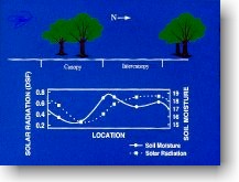 Canopy/Intercanopy Heterogeneity