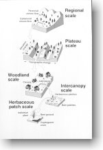 Runoff Scales