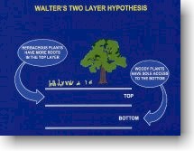 Walter's 2-Layer Hypothesis