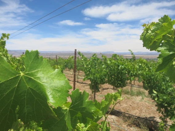 vineyard