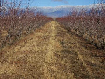 apple orchard