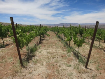 Yavapai College vineyard