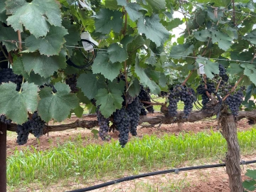 red winegrapes on vine