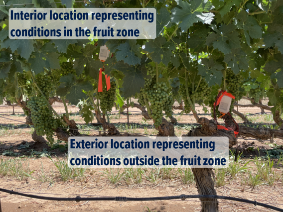 grape vine with canopy sensors that measure temperature and precipitation