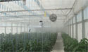 Greenhouse Fogging