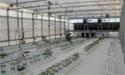 Greenhouse Fogging