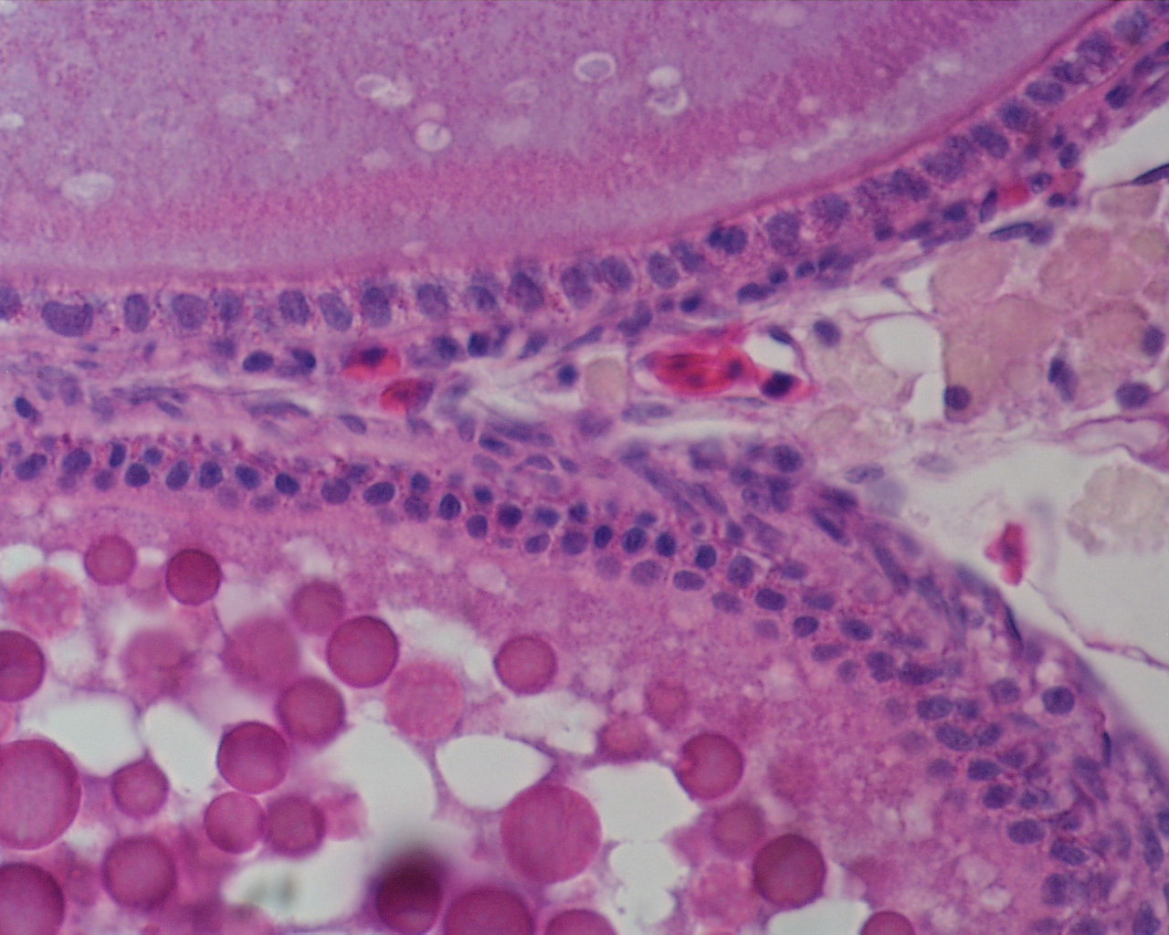 histology image