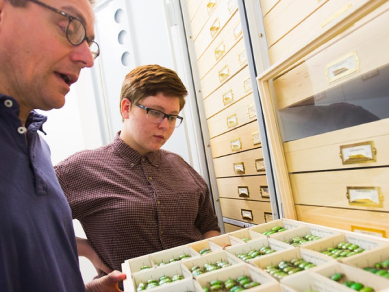 Student and professor inspecting insect collection