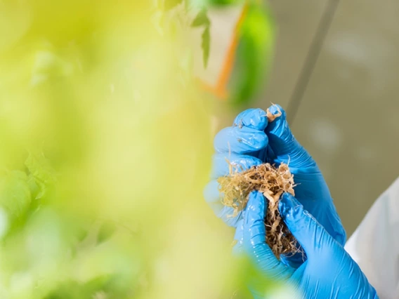 student inspecting plant roots