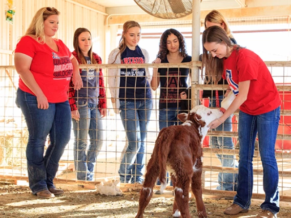 students observing a calf