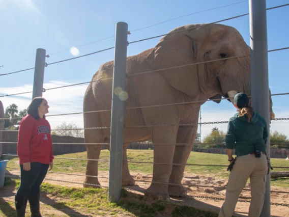 students observing an elephant