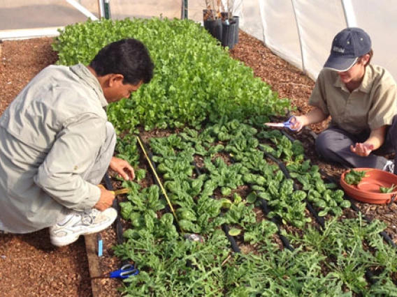 students observing crops