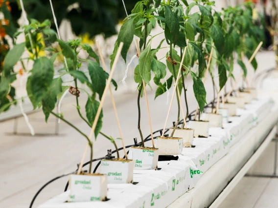 Plants in greenhouse