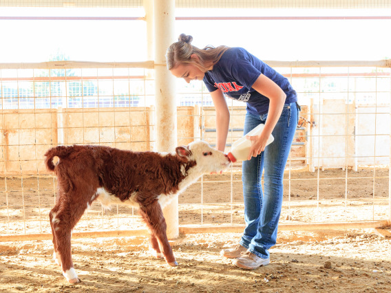 An ACBS student feeds a calf