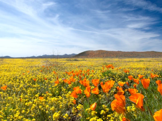 Arizona poppy blooming