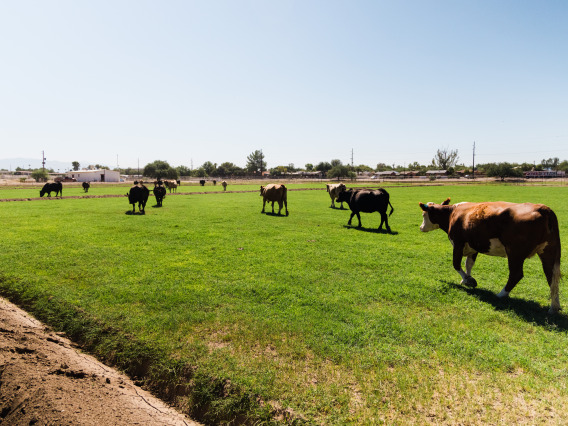 Cattle at the Campus Agricultural Center in Tucson, Arizona