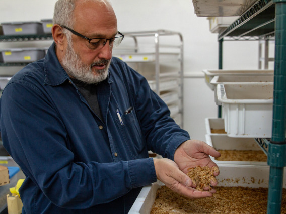 Goggy Davidowitz, a professor in the Department of Entomology, looks through a tub of mealworms he and his lab team are raising near the Campus Agriculture Center off Campbell Avenue. Davidowitz and his team of four students and a research technician are trying to create a scalable model for raising edible mealworms on spent beer-brewing grains, a project funded by a Green Fund annual grant