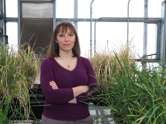 Rebecca Mosher stands in a greenhouse on UArizona campus