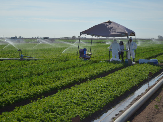 CALES researchers in a lettuce field in yuma