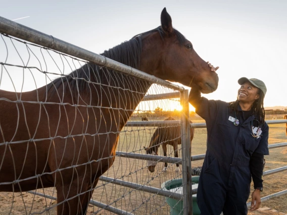 A person wearing blue overalls and a gray hat pats a brown horse on the nose.