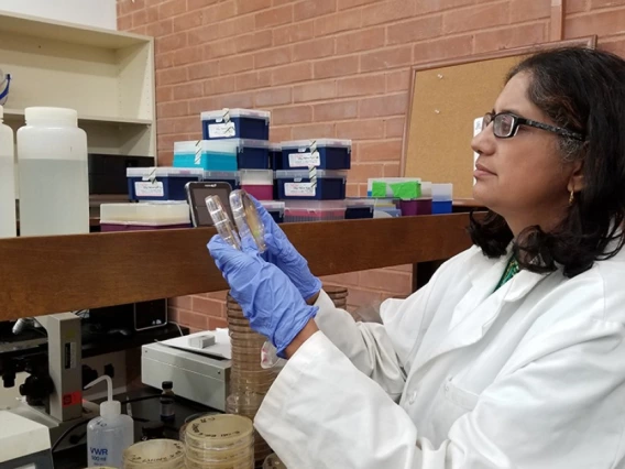 A photo of Sadhana Ravishankar looking at a petri dish