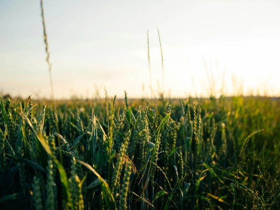 landscape shot of crops on the horizon