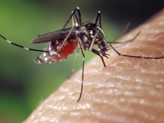 Mosquito on skin 