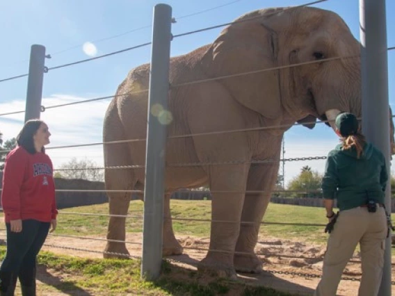 Student and zoo staff monitoring an elephant.