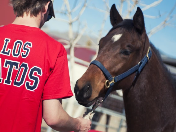 Student working with a horse.