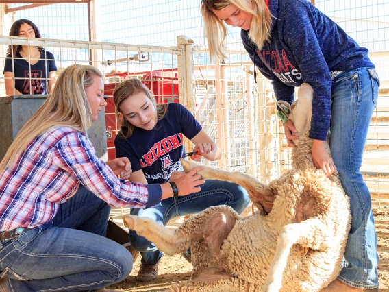 Students working with sheep.