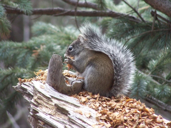 picture of squirrel on a tree