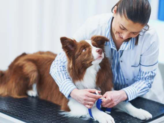 A veterinarian wrapping a medical device around a dogs arm.