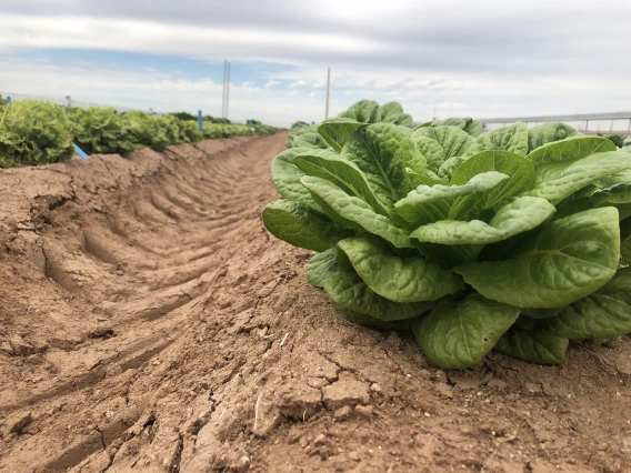 lettuce growing in an Arizona field